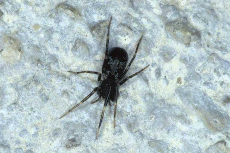Micaria_ZZ459_P0887_Z_85_-_Frankrijk.jpg