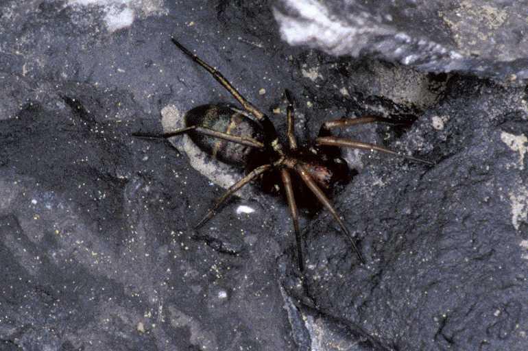 Micaria_romana_P0612_Z_90_-_Frankrijk.jpg