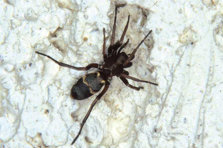 Micaria_romana_P0621_Z_90_Soube_Frankrijk.jpg