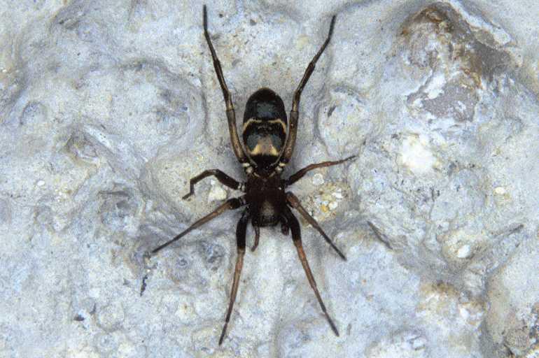 Micaria_romana_P0623_Z_90_Soube_Frankrijk.jpg