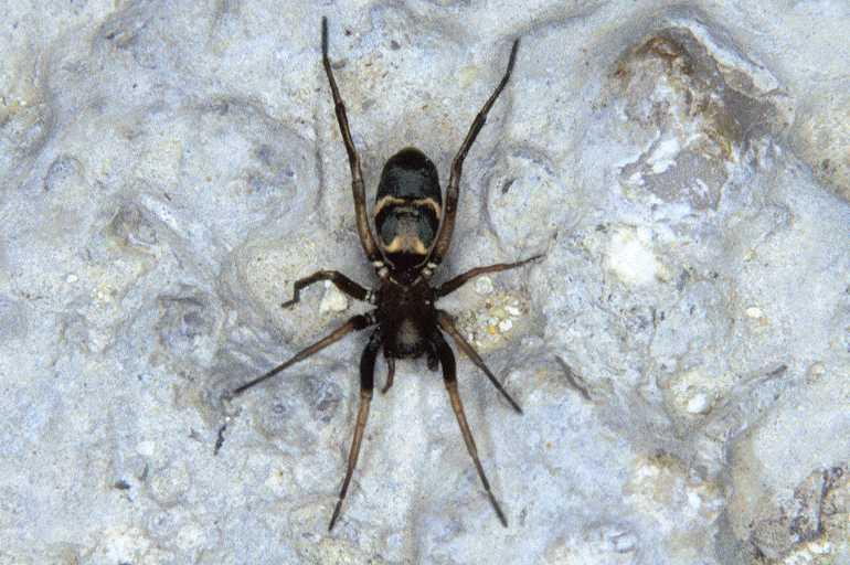 Micaria_romana_P0624_Z_90_Soube_Frankrijk.jpg