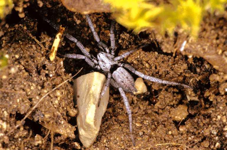 Nomisia_aussereri_P0794_Z_88_Soube_Frankrijk.jpg