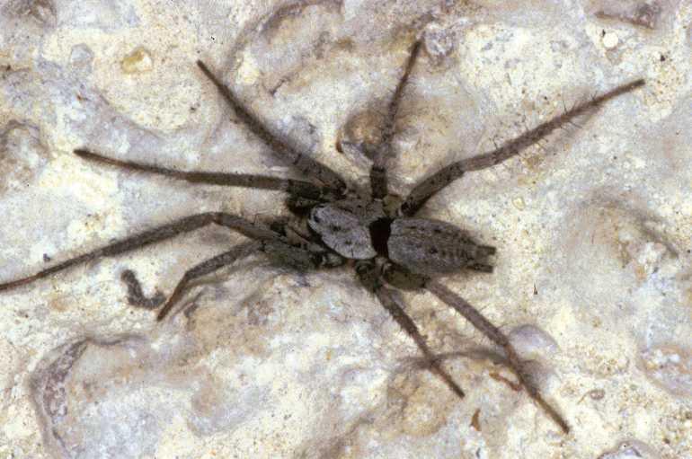 Nomisia_aussereri_P0894_Z_90_Soube_Frankrijk.jpg