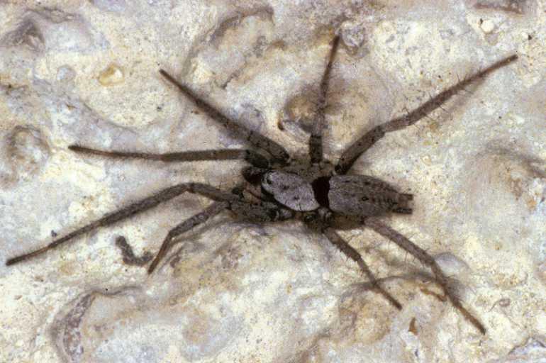Nomisia_aussereri_P0895_Z_90_Soube_Frankrijk.jpg