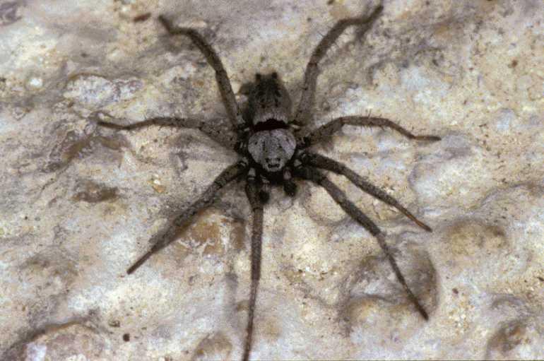 Nomisia_aussereri_P0896_Z_75_Soube_Frankrijk.jpg