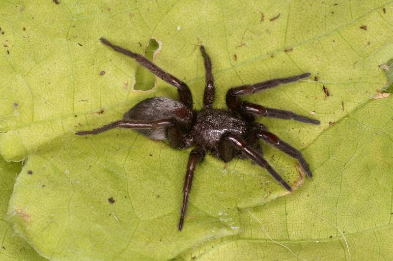 Scotophaeus_blackwalli_D7617_Z_89_Badhoevedorp_Nederland.jpg
