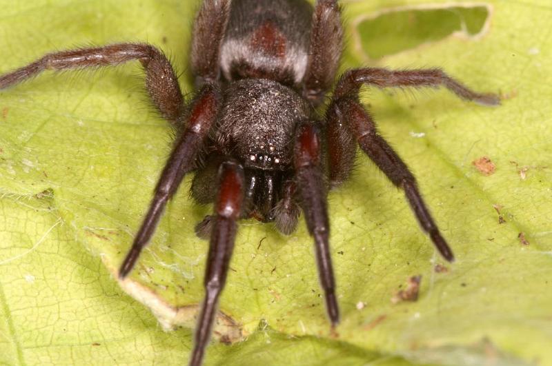 Scotophaeus_blackwalli_D7619_Z_90_Badhoevedorp_Nederland.jpg
