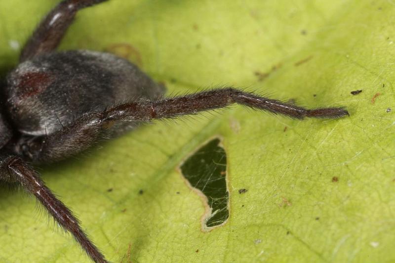 Scotophaeus_blackwalli_D7622_Z_88_Badhoevedorp_Nederland.jpg