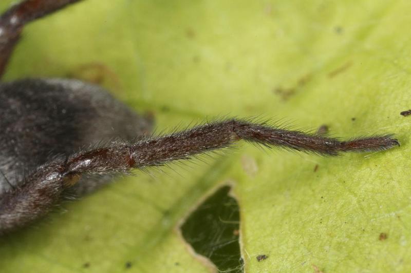 Scotophaeus_blackwalli_D7623_Z_88_Badhoevedorp_Nederland.jpg