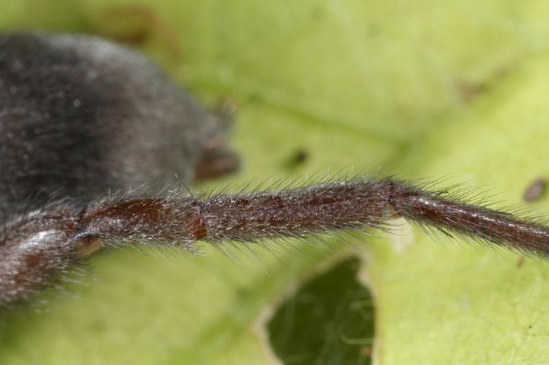 Scotophaeus_blackwalli_D7626_Z_88_Badhoevedorp_Nederland.jpg