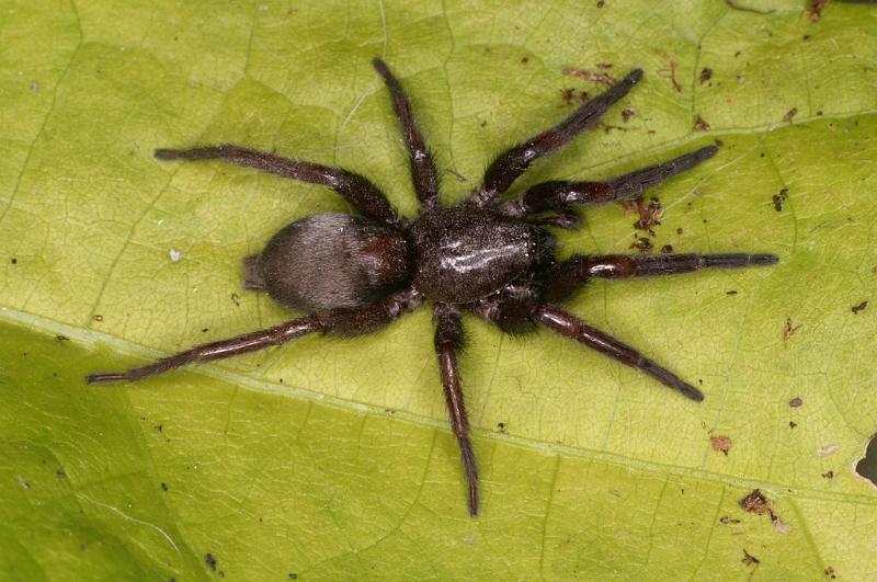 Scotophaeus_blackwalli_D7639_Z_90_Badhoevedorp_Nederland.jpg