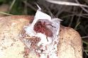 Drassodes_lapidosus_F0970_Z_82_Guzargues_Frankrijk
