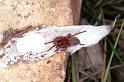 Drassodes_lapidosus_F0971_Z_82_Guzargues_Frankrijk