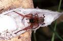 Drassodes_lapidosus_F0972_Z_87_Guzargues_Frankrijk