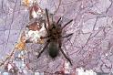 Drassodes_lapidosus_F1000_O_83_Viols-en-Laval_Frankrijk