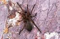 Drassodes_lapidosus_F1001_O_82_Viols-en-Laval_Frankrijk