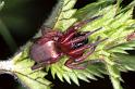 Drassodes_lapidosus_F1286_D_83_Laprade_Frankrijk