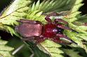 Drassodes_lapidosus_F1287_O_83_Laprade_Frankrijk