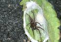 Drassodes_lapidosus_F2451_Z_84_Badhoevedorp_Nederland