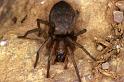 Drassodes_lapidosus_P0932_O_90_Soube_Frankrijk
