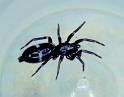 Micaria_pulicaria_P0945_O_81_Soube_Frankrijk