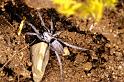 Nomisia_aussereri_P0795_Z_88_Soube_Frankrijk