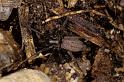Nomisia_aussereri_P0827_Z_90_Soube_Frankrijk