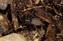 Nomisia_aussereri_P0828_Z_90_Soube_Frankrijk