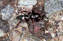 Poecilochroa_conspicua_F1209_Z_82_Laprade_Frankrijk