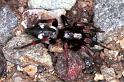 Poecilochroa_conspicua_F1210_Z_85_Laprade_Frankrijk