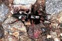 Poecilochroa_conspicua_F1211_Z_78_Laprade_Frankrijk