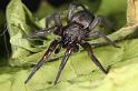 Scotophaeus_blackwalli_D7614_Z_90_Badhoevedorp_Nederland