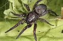 Scotophaeus_blackwalli_D7615_Z_91_Badhoevedorp_Nederland