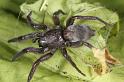 Scotophaeus_blackwalli_D7616_Z_90_Badhoevedorp_Nederland