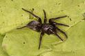 Scotophaeus_blackwalli_D7617_Z_89_Badhoevedorp_Nederland