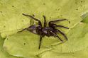 Scotophaeus_blackwalli_D7618_Z_88_Badhoevedorp_Nederland