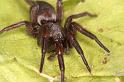 Scotophaeus_blackwalli_D7620_Z_88_Badhoevedorp_Nederland