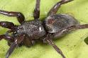 Scotophaeus_blackwalli_D7621_Z_87_Badhoevedorp_Nederland