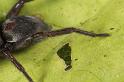 Scotophaeus_blackwalli_D7622_Z_88_Badhoevedorp_Nederland