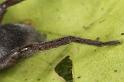 Scotophaeus_blackwalli_D7623_Z_88_Badhoevedorp_Nederland