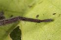 Scotophaeus_blackwalli_D7624_Z_88_Badhoevedorp_Nederland