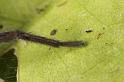 Scotophaeus_blackwalli_D7625_Z_88_Badhoevedorp_Nederland