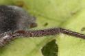 Scotophaeus_blackwalli_D7626_Z_88_Badhoevedorp_Nederland