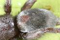 Scotophaeus_blackwalli_D7627_Z_88_Badhoevedorp_Nederland