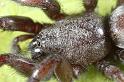 Scotophaeus_blackwalli_D7628_Z_88_Badhoevedorp_Nederland