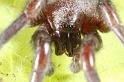 Scotophaeus_blackwalli_D7629_Z_82_Badhoevedorp_Nederland
