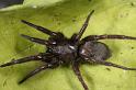 Scotophaeus_blackwalli_D7630_Z_88_Badhoevedorp_Nederland