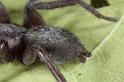 Scotophaeus_blackwalli_D7631_Z_89_Badhoevedorp_Nederland