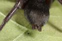 Scotophaeus_blackwalli_D7632_Z_88_Badhoevedorp_Nederland