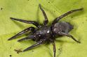 Scotophaeus_blackwalli_D7633_Z_89_Badhoevedorp_Nederland